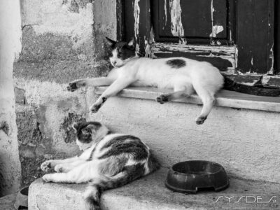 Entspannte Katzen