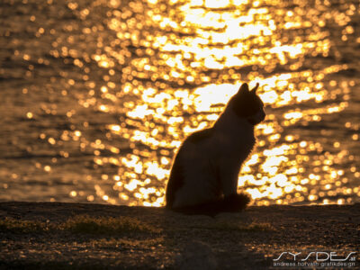 Katze im Sonnenuntergang