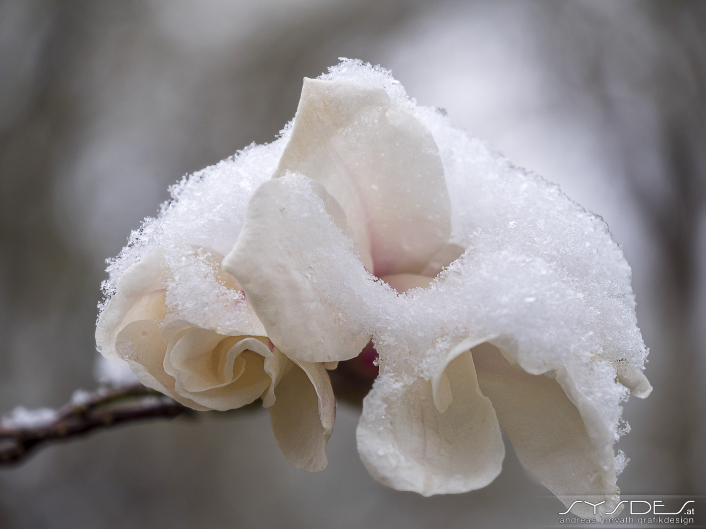 Schneebedeckte Magnolienblütem, geöffnet