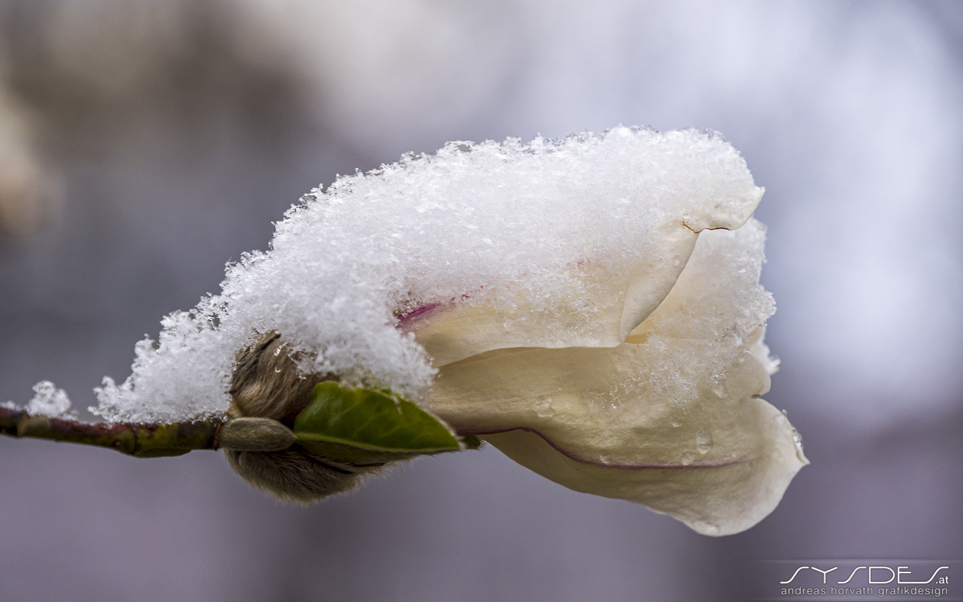 Schneebedeckte Magnolienblütem, geschlossen