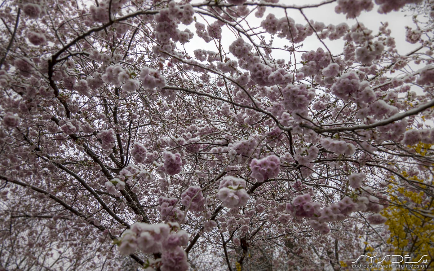 Schneebedeckter, blühender Magnolienbaum