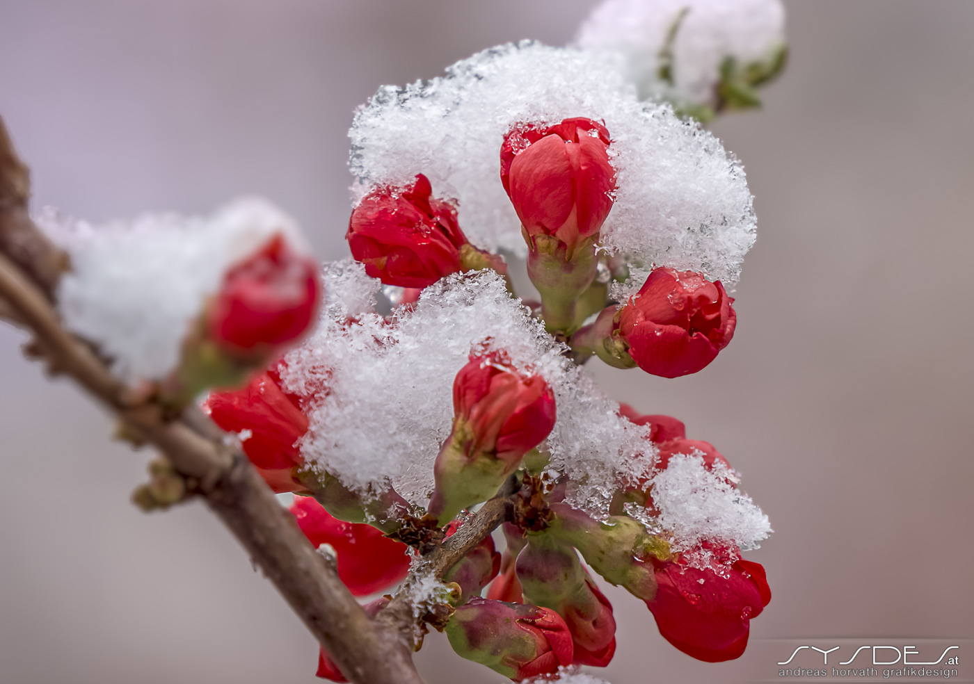 Rote Baumblüten und Knospen unter Schnee