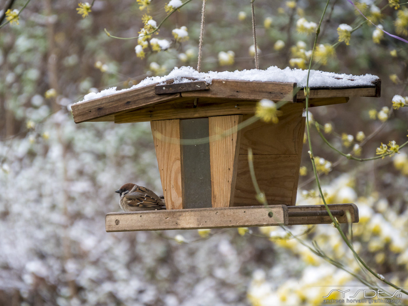 Kleiner Vogel sitzt vorm schneebedeckten Vogelhaus