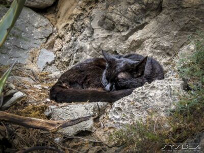 Schlafende Katze auf Mallorca