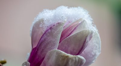 Schneebedeckte Magnolienblütem, geöffnet