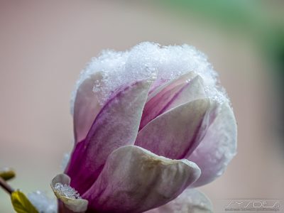 Schneebedeckte Magnolienblütem, geöffnet